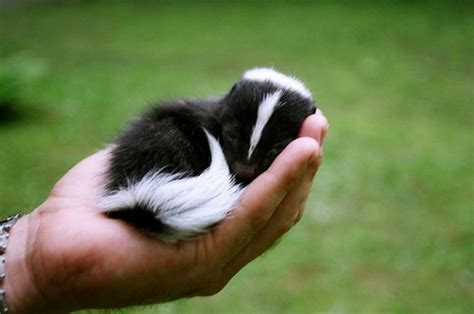 Baby Skunk Is Sleeping Teh Cute