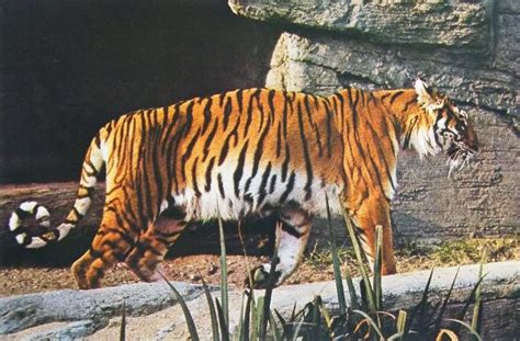 On The Edge Of Extinction Part I Tigers In Premier League Forum