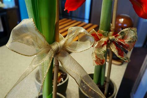 How To Stake Amaryllis Flowers For Support Gardeners Path