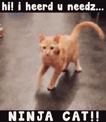 The description of popcat meme app. cat memes Archives - Online Casino Association ...
