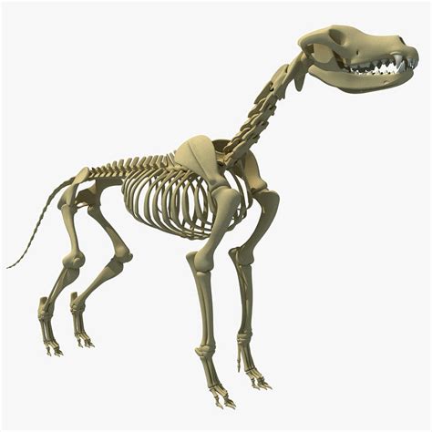 Dog Skeleton 3d Model 3d Models By 3d Horse On Deviantart