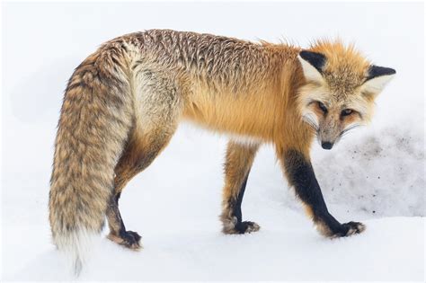 Photography Of Tan White Fox · Free Stock Photo