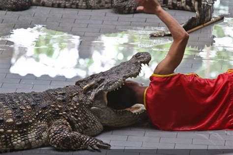 Head Inside Crocodile Mouth Buddhima Wwickramasinghe Flickr