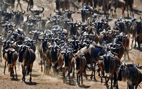 Annual Great Wildebeest Migration In Kenya