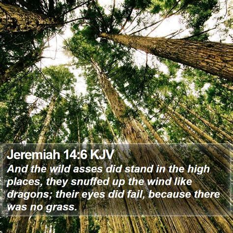 Jeremiah 146 Kjv And The Wild Asses Did Stand In The High Places