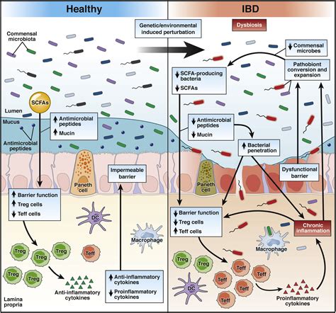 Inflammatory Bowel Diseases Ibd And The Microbiome—searching The Crime Scene For Clues
