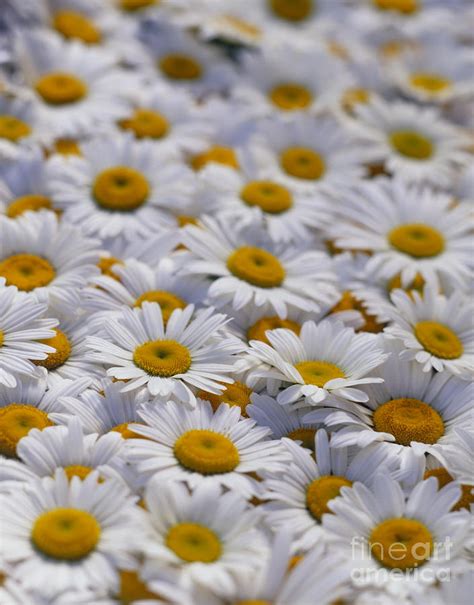 White Daisy Flowers David Nunuk Daisy Flower Daisy Love Happy Flowers