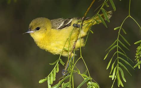 Bing Wallpapers And Screensavers Birds Wallpapersafari