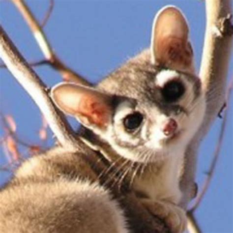The ringtail does have certain characteristics that remind us of a cat, though. Native North American ringtail cats are absolutely adorable, and people are going crazy for them ...