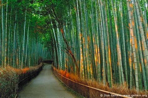 Sagano Bamboo Grove Kyoto Japan Spectacular Places