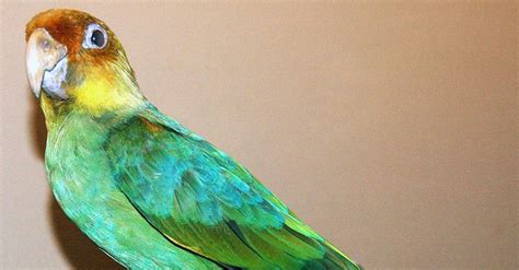 The carolina parakeet is a member of the bird group and the scientific term for them is conuropsis carolinensis. Extinct Carolina Parakeet Targeted For 'De-Extinction ...
