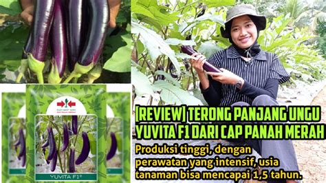 Review Terong Panjang Ungu Yuvita F1 Cap Panah Merah Bidara Farm