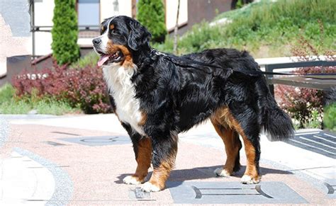 Bernese Mountain Dog Puppies A Great Worker Companion Petmoo