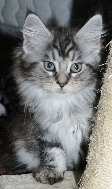 Join millions of people using oodle to find kittens for adoption, cat and kitten listings, and other pets adoption. Maine Coon Kittens for Sale | Glasgow, Lanarkshire ...