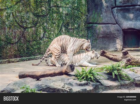White Tigers Mate Image And Photo Free Trial Bigstock
