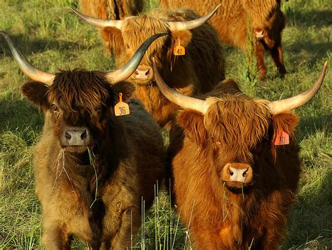 Scottish Highland Cattle By Sherri Robinson