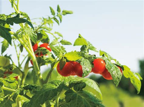 When To Plant Tomatoes In Florida And Growing Tips Miraclegro