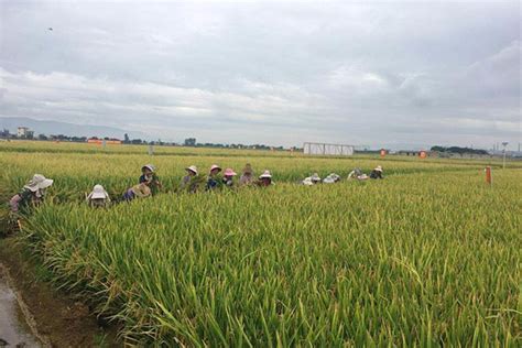 Chinas Super Hybrid Rice Output Sets New World Record