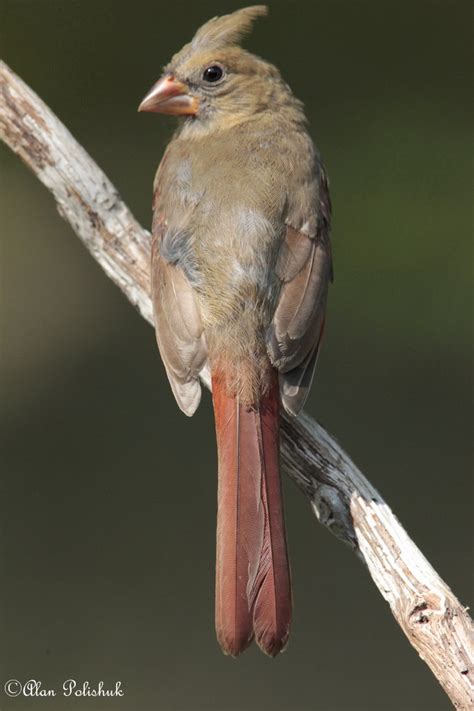 Cardinal Richmondena Cardinalis Birdforum