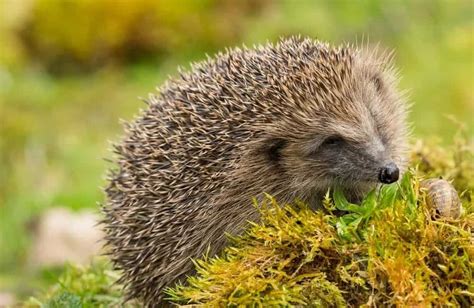17 Different Types Of Hedgehogs Plus Fun Facts