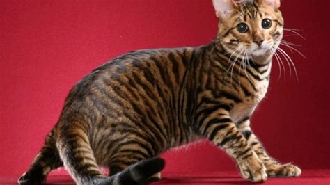 Toyger Cat Characteristics Behavior And Curiosities Cat Breeds