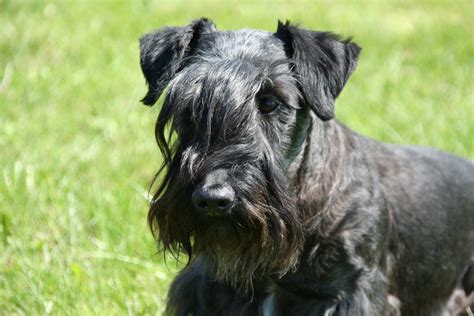 Cesky Terrier Breed Information And Facts Article Insider