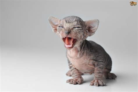 Sphynx cats are loyal and full of love for their humans and can often be spotted following them around or snuggling up while wagging their tail. How to Make Sure a Sphinx Cat's Skin Stays Healthy ...