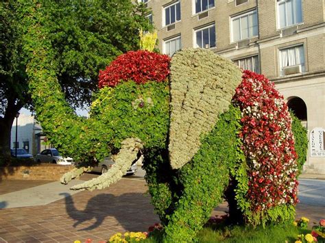 Same day delivery by a professional florist in greenville, sc. topiary Greenville SC Festival of flowers. | Topiary ...