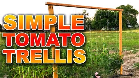This Is The Easiest Tomato Trellis You Can Build For Your Tomato Plants