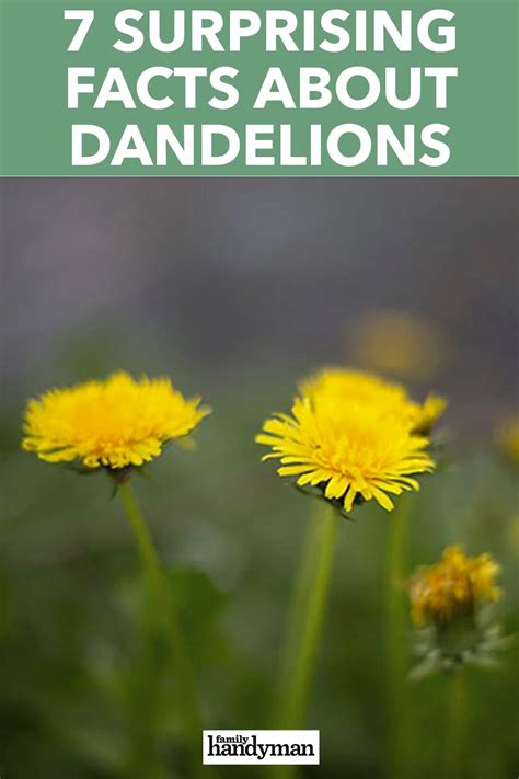 7 Surprising Facts About Dandelions In 2020 Surprising Facts