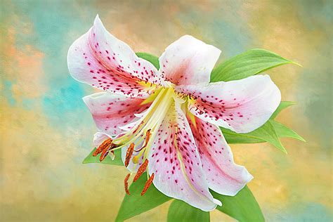 Stargazer Lily Mixed Media By Isabela And Skender Cocoli Pixels