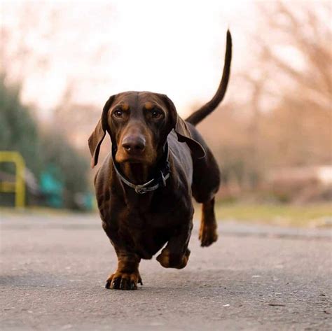 Dachshund Seizures: How to Avoid and Treat | Alpha Paw