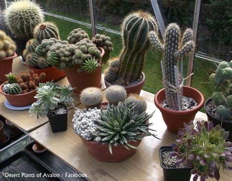 Once roots develop, plant in a suitable potting mix. How to re pot an established Cactus and Succulent bowl ...