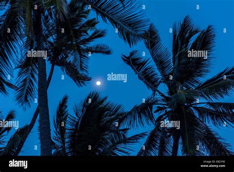 Palm Tree Fronds Blowing In The Wind Silhouetted Against A Night Sky