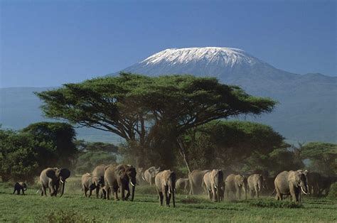 Kilimanjaro Forest