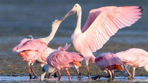 Wading Birds Returned To Historic Everglades Nesting Grounds Last Year