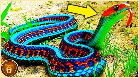 10 Most Unique And Colorful Snakes Ever Discovered Youtube