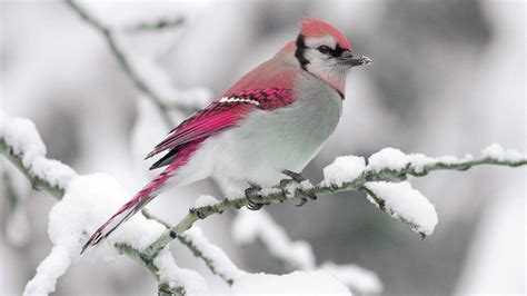 Cute Red Pink And White Bird Is Perching On Snow Covered