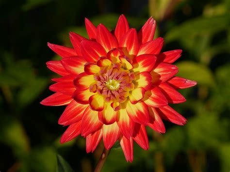 Dahlia Dahling Patrick Kinney Flickr