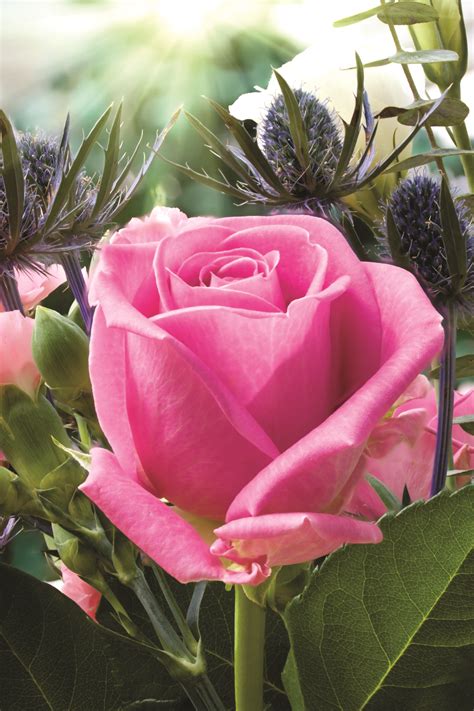 Winterizing Your Roses And Perennials My Plantvantage