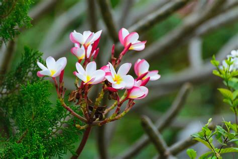 An Alphabetical List Of Tropical Flower Names With Facts And Pictures