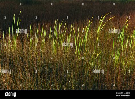 Tall Wild Grasses In The Marshes In Summer Stock Photo Alamy