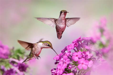 Download Pink Flower Flower Bird Animal Hummingbird Hd Wallpaper