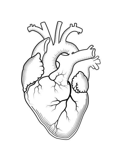 Heart Anatomy Drawing Anatomical Heart Drawing Anatomy Art Human