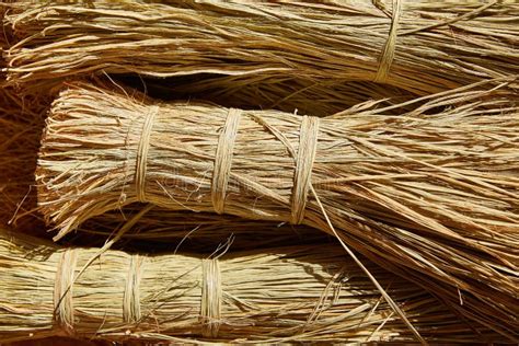 Esparto Halfah Grass Used For Crafts Basketry Stock Photo Image Of