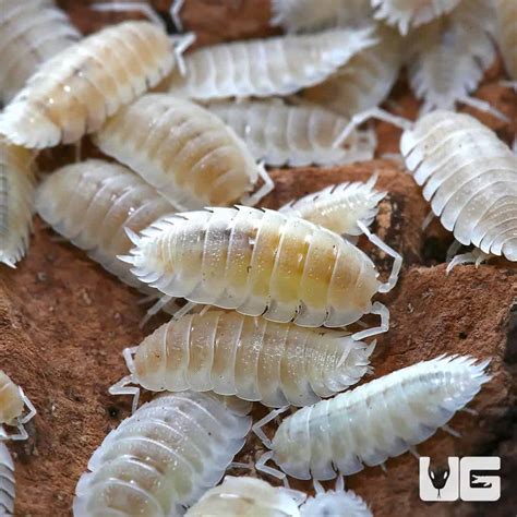 Porcellio Scaber Ghost Dalmatian Isopods Porcellio Scaber For Sale