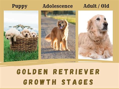 Golden Retriever Growth Chart Tracking Your Dogs Size And Progress
