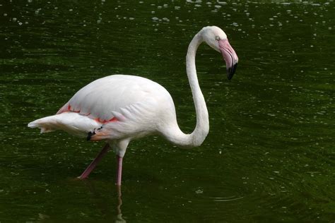 Flamingo Vogel Zoo Albino Kostenloses Foto Auf Pixabay