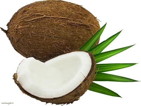 Coconuts Png Image Purepng Free Transparent Cc0 Png Image Library