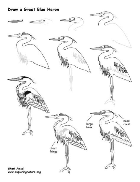 Heron Great Blue Drawing Lesson